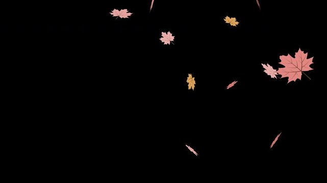 Autumn maple leaves falling on alpha channel background
