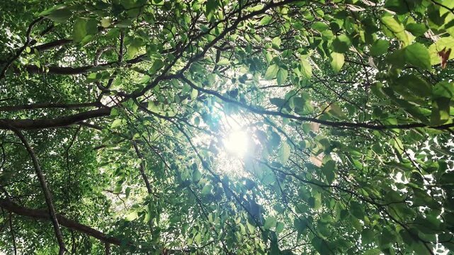木漏れ日が差し込む緑豊かな自然環境　スローモーション