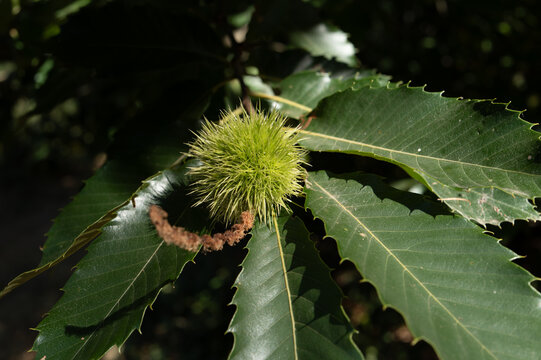 Close view of green chestnut burr on leaves in a forest during daylight