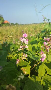 Beautiful flowers of kacang poro blooming naturally, showcasing delicate blossoms and lush green foliage of a tropical leguminous plant.