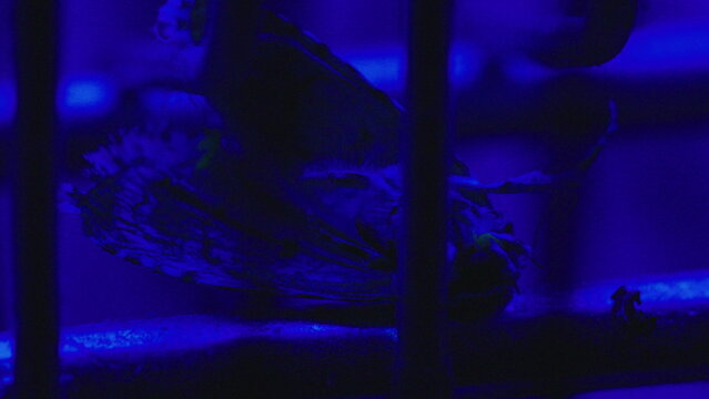 Dead insect inside ultraviolet bug zapper, representing mosquito control, sanitation and modern household pest prevention