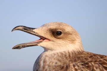 Close up profile portrait of juvenile seagull with open beak against blue sky © Stepan