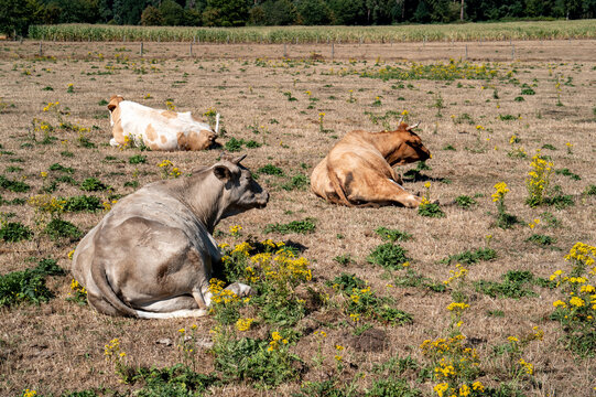 Cows resting in a field with yellow flowers during a sunny day