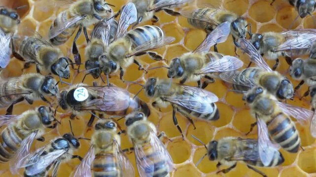 Bees caring for the queen.