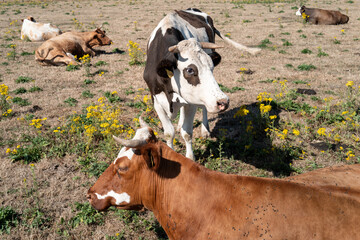 Cows resting in a field with flowers on a sunny day in a rural area © Ulrich