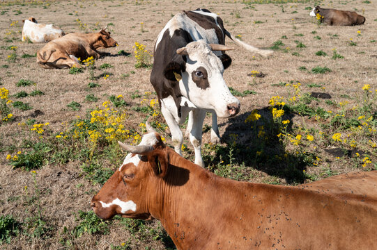 Cows resting in a field with flowers on a sunny day in a rural area