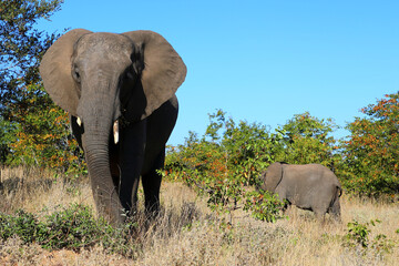 Fototapeta premium Afrikanischer Elefant / African elephant / Loxodonta africana