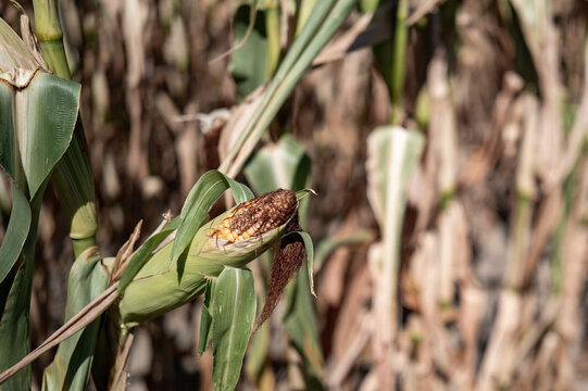 Corn ears grow on tall plants in a field under sunlight during late summer