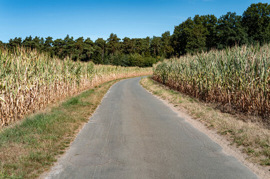 Curved road surrounded by tall corn fields under clear blue sky