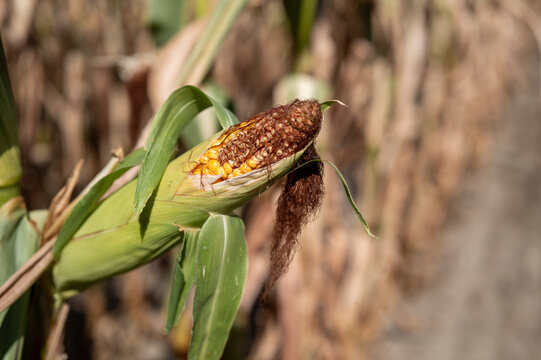 Corn crop in a field with ripe ears ready for harvest on a sunny day