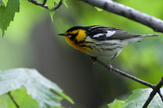 Close up view of a male Blackburnian Warbler, Setophaga fusca