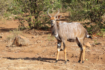 Naklejka premium Nyala / Nyala / Tragelaphus angasii