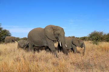 Fototapeta premium Afrikanischer Elefant / African elephant / Loxodonta africana
