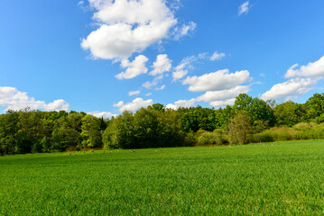 Sattgrüne Wiese mit Nilgänsen vor dem waldreichen Ufer des Großen Weihers in Wittgenborn © Ilhan Balta