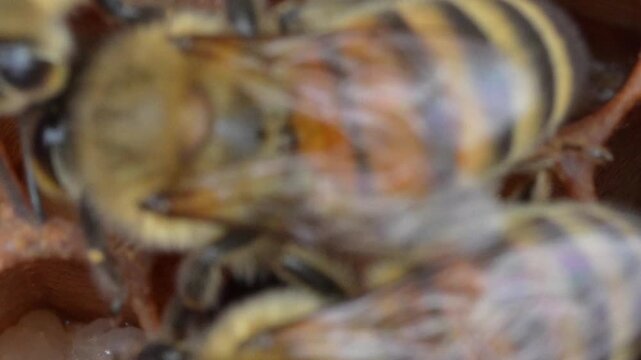 Bees feeding their brood