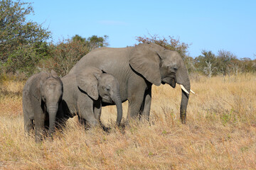 Fototapeta premium Afrikanischer Elefant / African elephant / Loxodonta africana