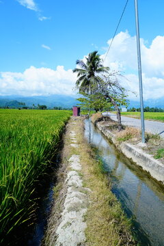 Irrigation Canal Along a Rural Road Beside Rice Fields