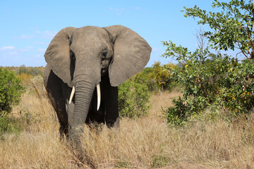 Fototapeta premium Afrikanischer Elefant / African elephant / Loxodonta africana