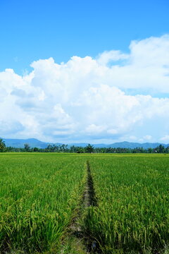Green Rice Field With a Narrow Path Toward the Mountains