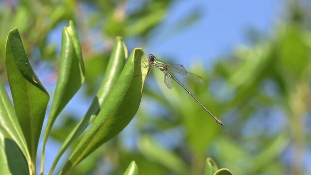 Emerald Damselfly (Lestes sponsa) female resting on a leaf. August, Kent, UK [Slow motion x10]