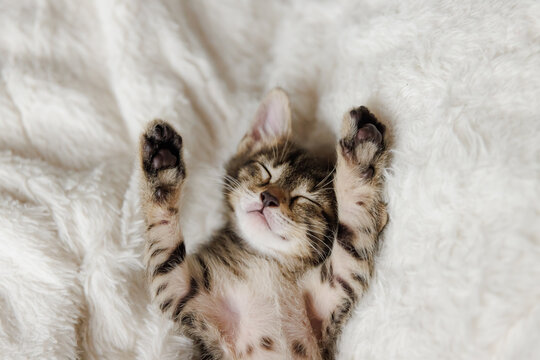 little kitten sleeps with his paws next to his head