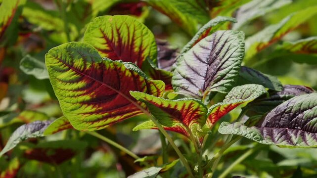 Close-up of green and red amaranth leaves gently waving in the wind against a blurred garden background. Botanical beauty.