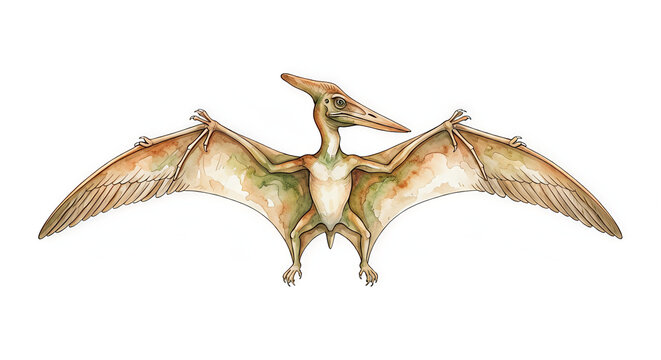 watercolor pterodactyl isolated on white