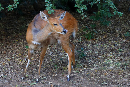 S&uuml;dliche Schirrantilope / Cape bushbuck / Tregelaphus sylvaticus