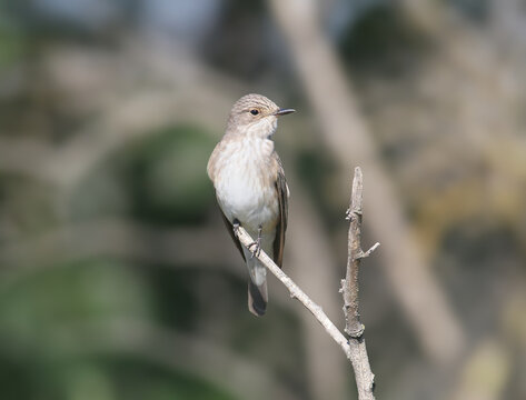 Spotted Flycatcher / Muscicapa striata &mdash; perched erect on a bare twig against a blurred background.
