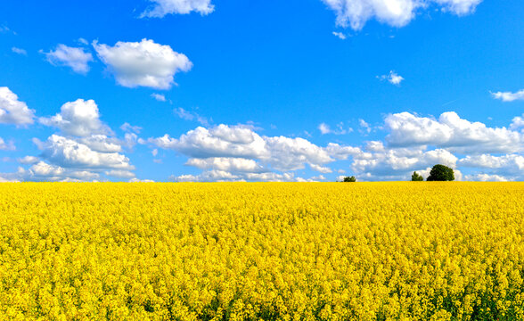 Bl&uuml;hendes gelbes Rapsfeld unter strahlend blauem Wolkenhimmel bei Spielberg Brachttal, Hessen 