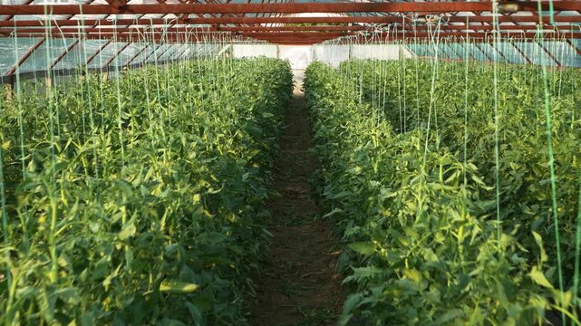View moving through rows of unripe tomato plants growing inside a greenhouse