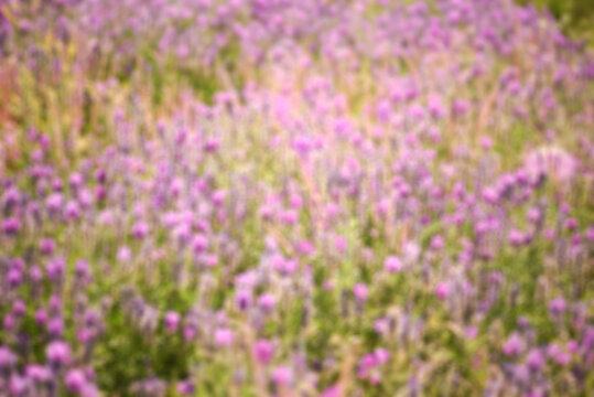 Blurred abstract art background with purple meadow flowers