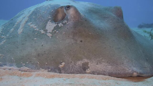 Close underwater view reveals the eyes, spiracles and broad disc of a stingray resting on sand near the C-56 Juan Escutia wreck in Puerto Morelos, Quintana Roo, Mexico.