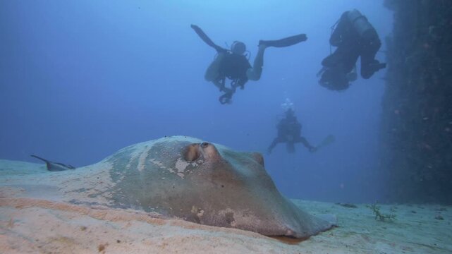 Large stingray rests on the sandy seabed as a scuba diver passes behind it at the C-56 Juan Escutia wreck site in Puerto Morelos, Quintana Roo, Mexico.