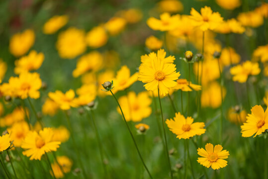 Beautiful floral background with yellow meadow flowers, selective focus