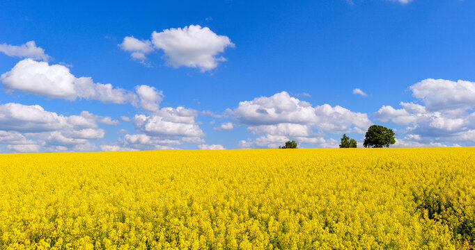 Bl&uuml;hendes gelbes Rapsfeld unter strahlend blauem Wolkenhimmel bei Spielberg Brachttal, Hessen 