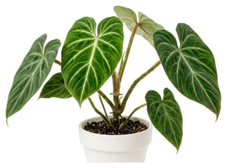 plant, plant in pot © sriyanto