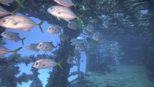 Fish silhouettes move through a corroded interior opening of the C-56 Juan Escutia shipwreck in blue water off Puerto Morelos, Quintana Roo, Mexico.