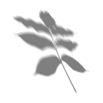 Soft blurred shadow overlay of a single branch for minimalist aesthetic branding on a transparent background
