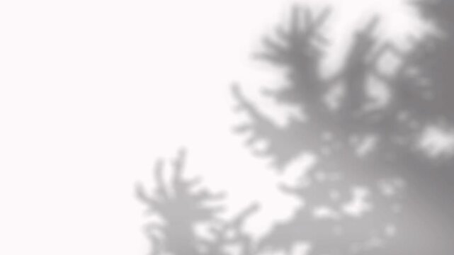 Blurred shadow of coniferous fir tree branch reflecting morning light on white