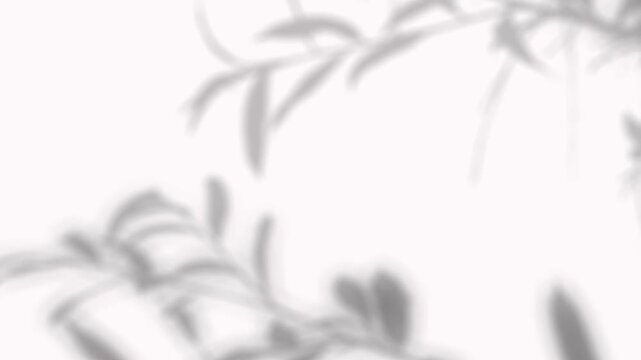 Soft silhouette of a thin trailing plant stem with sparse leaves, like willow or olive. Ideal for romantic aesthetic mockups and subtle overlays