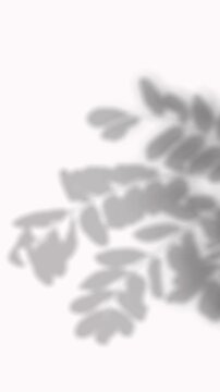 Realistic shadow overlay of an acacia tree branch with tiny round leaves. Excellent for organic sunlight effects and elegant minimalist mockup