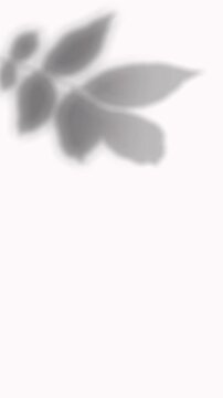 Realistic shadow of branch with pointed broad leaves cast on white background