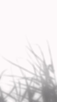 Soft blurred shadow of swaying wild grass leaves reflecting on white background