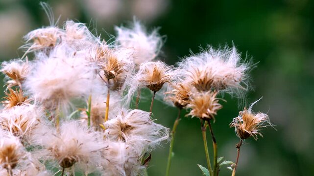 Fluffy wild thistle seed heads with soft white pappus glowing in natural light on a blurry backdrop.