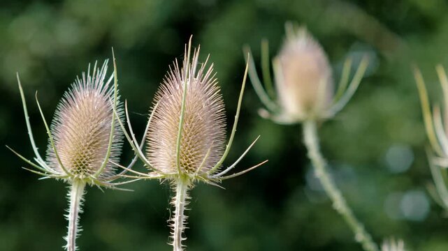 Close-up of wild teasel seed heads in natural sunlight with a soft green bokeh background.