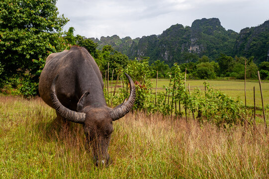 VANG VIENG, LAOS &ndash; A water buffalo grazes in a lush green field near Vang Vieng, where these working animals remain essential to rice farming beneath dramatic karst mountains.