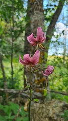 Un magnifique Lis martagon (Lilium martagon) poussant au bord de chemin à l'entrée de la vallée d'Eyne (Cerdagne française, Pyrénées catalanes) © Arnaud