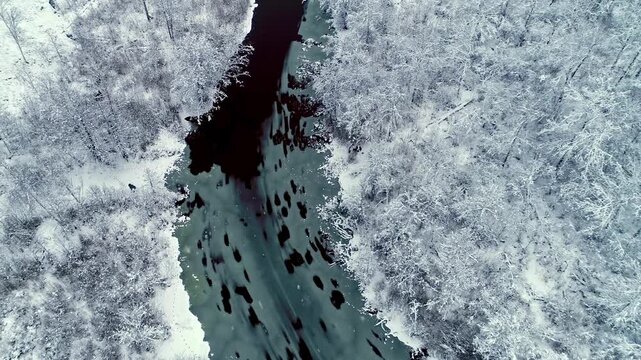 Aerial view of a dark river winding through a dense forest covered in deep winter snow in Latvia.