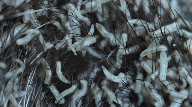 Close-up of many fly larvae on a dead animal. Natural circulation processes in nature. Macro larvae swarming through animal fur, wildlife biologist examines carcass in field, pale larvae